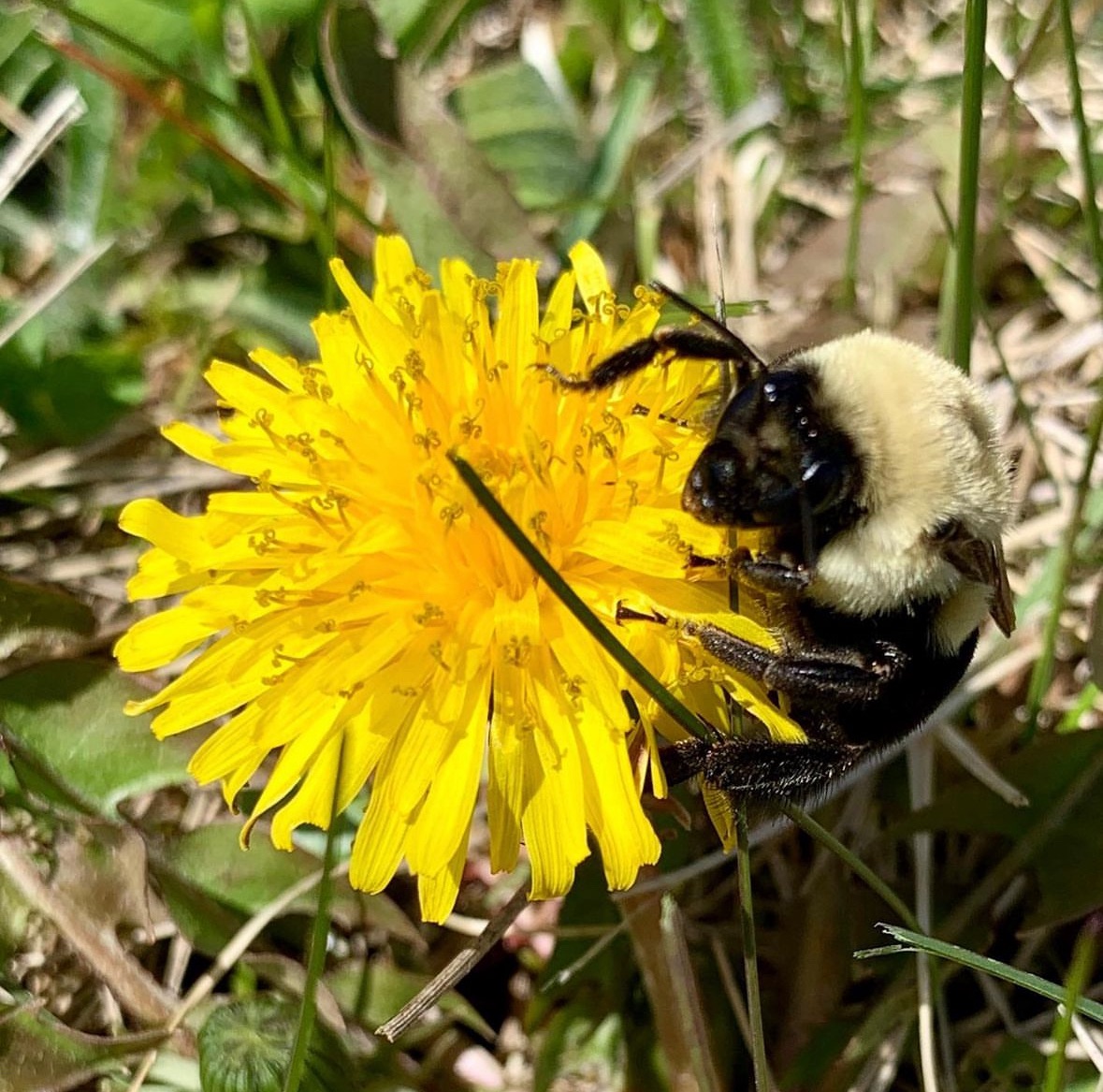 bumble bee with pollen-covered legs perched on a dandelion
