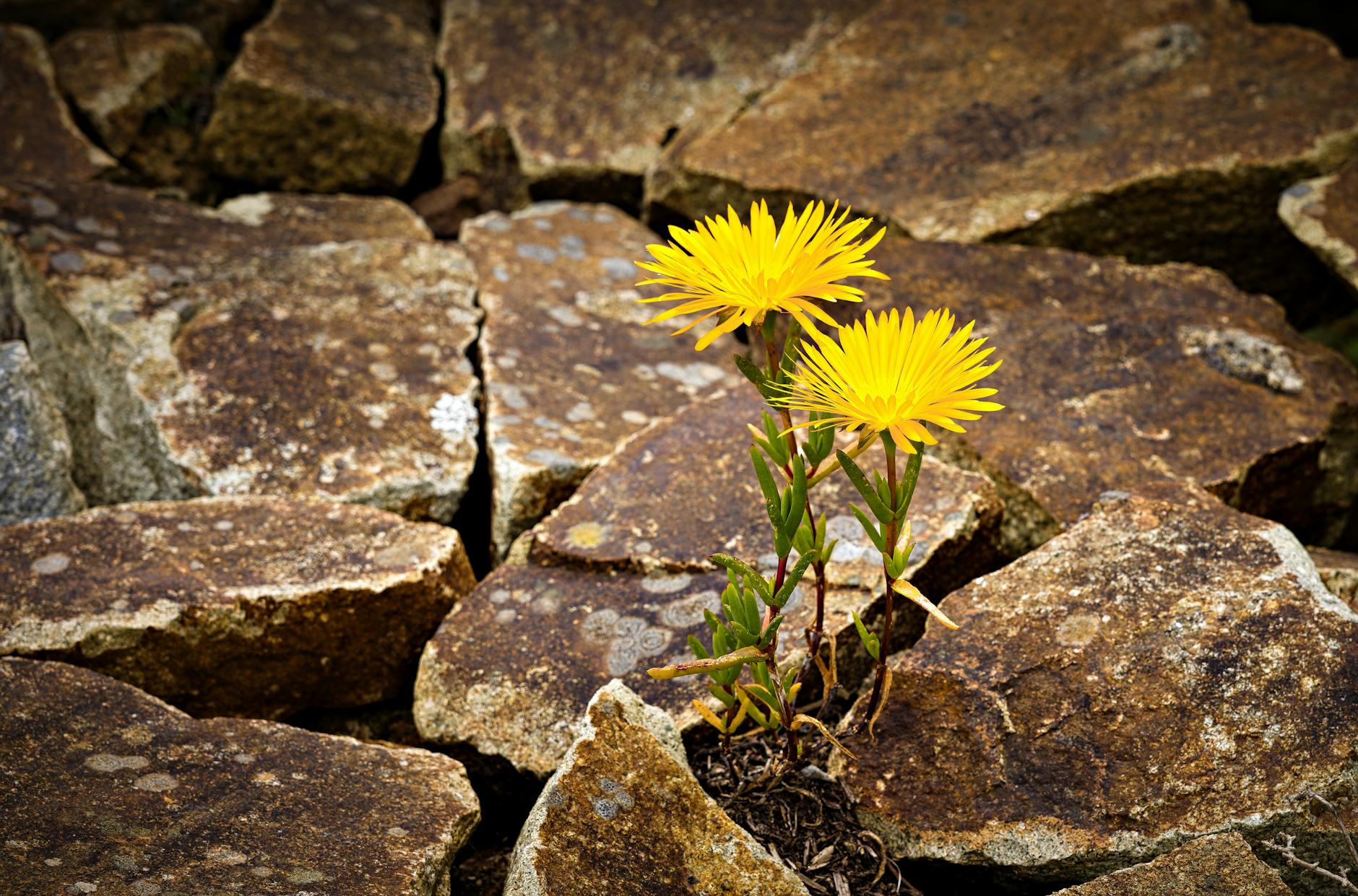 yellow flowers growing amidst rocky terrain